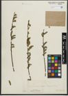 Foto von Salix purpurea L. x Salix viminalis L.